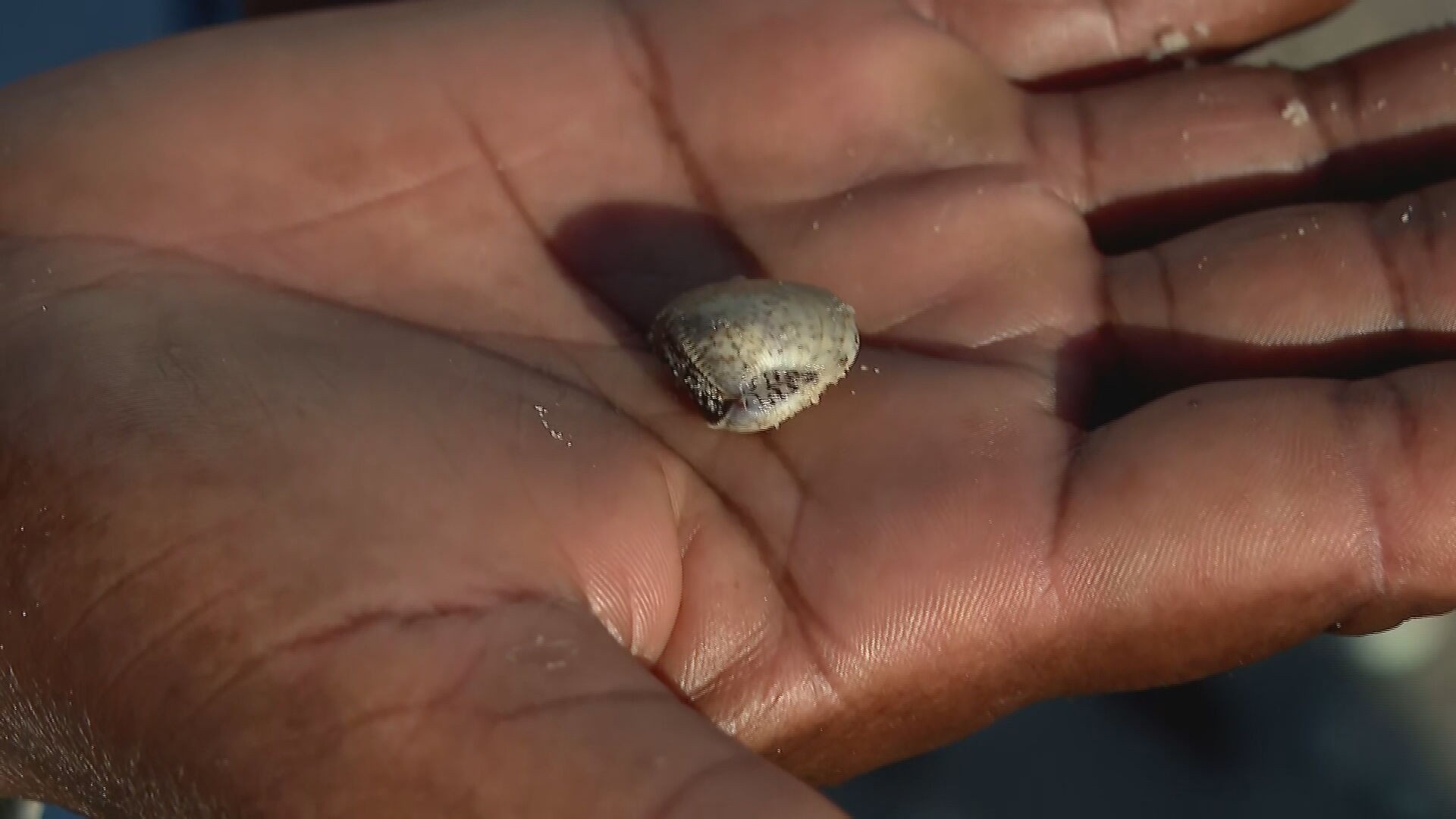 O Encolhimento Silencioso dos Mariscos em Pernambuco: Alerta Socioeconômico e Ambiental