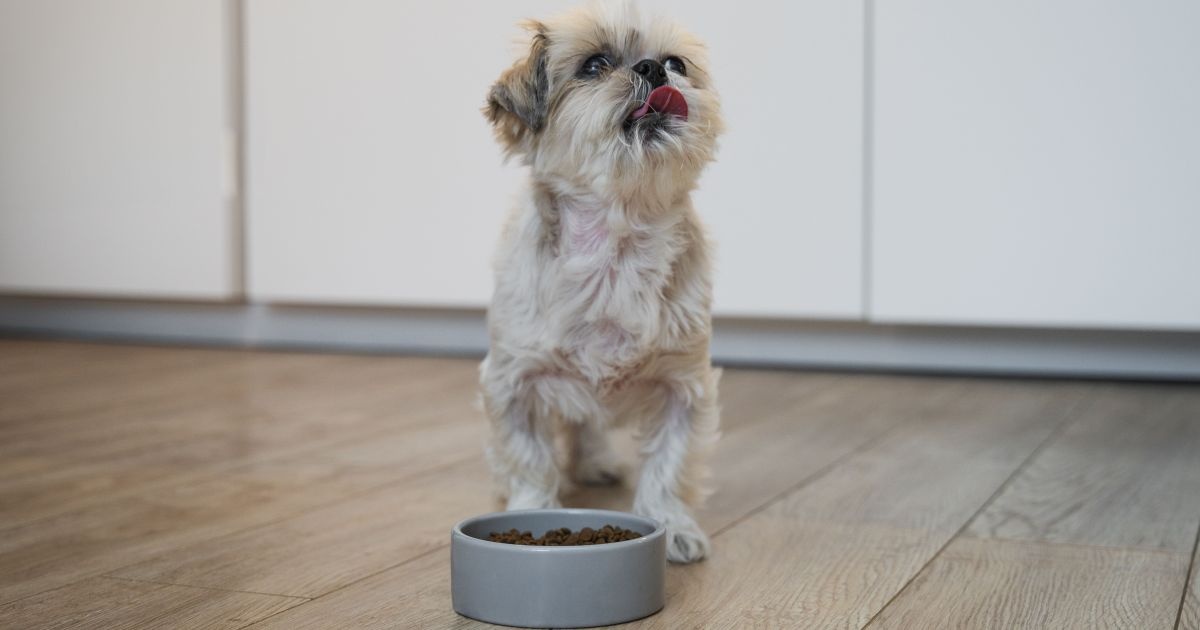 Nutrição Pet: A Decisão Crítica que Molda a Saúde e o Orçamento Familiar