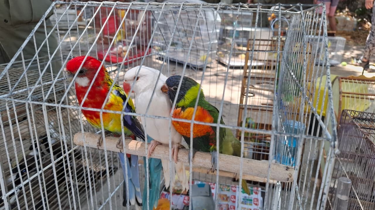 Ceará: A Ascensão Silenciosa do Tráfico de Animais Silvestres Digital e Seus Efeitos Sociais Ocultos