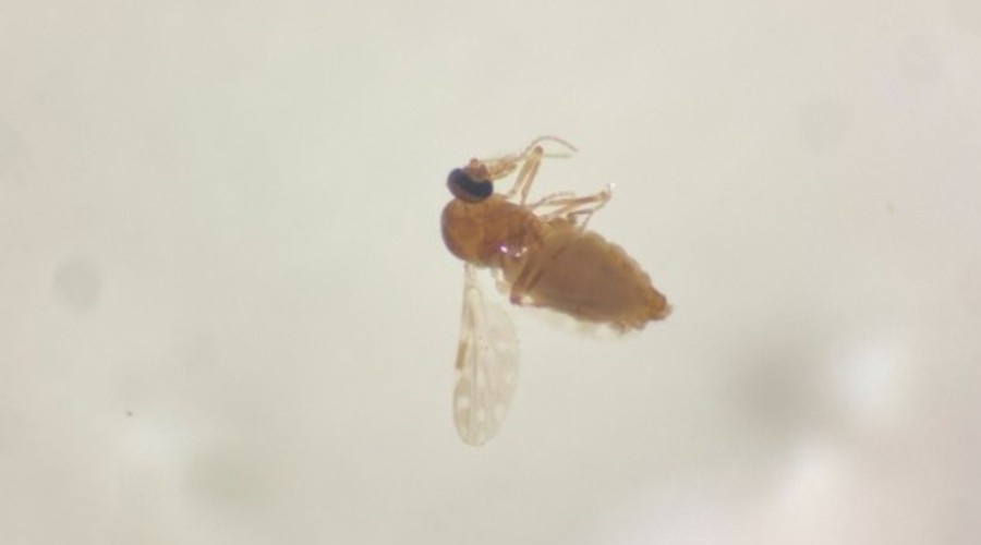 Maruim em Santa Catarina: O Inseto Que Reconfigura Vidas e Desafia a Gestão Ambiental Regional