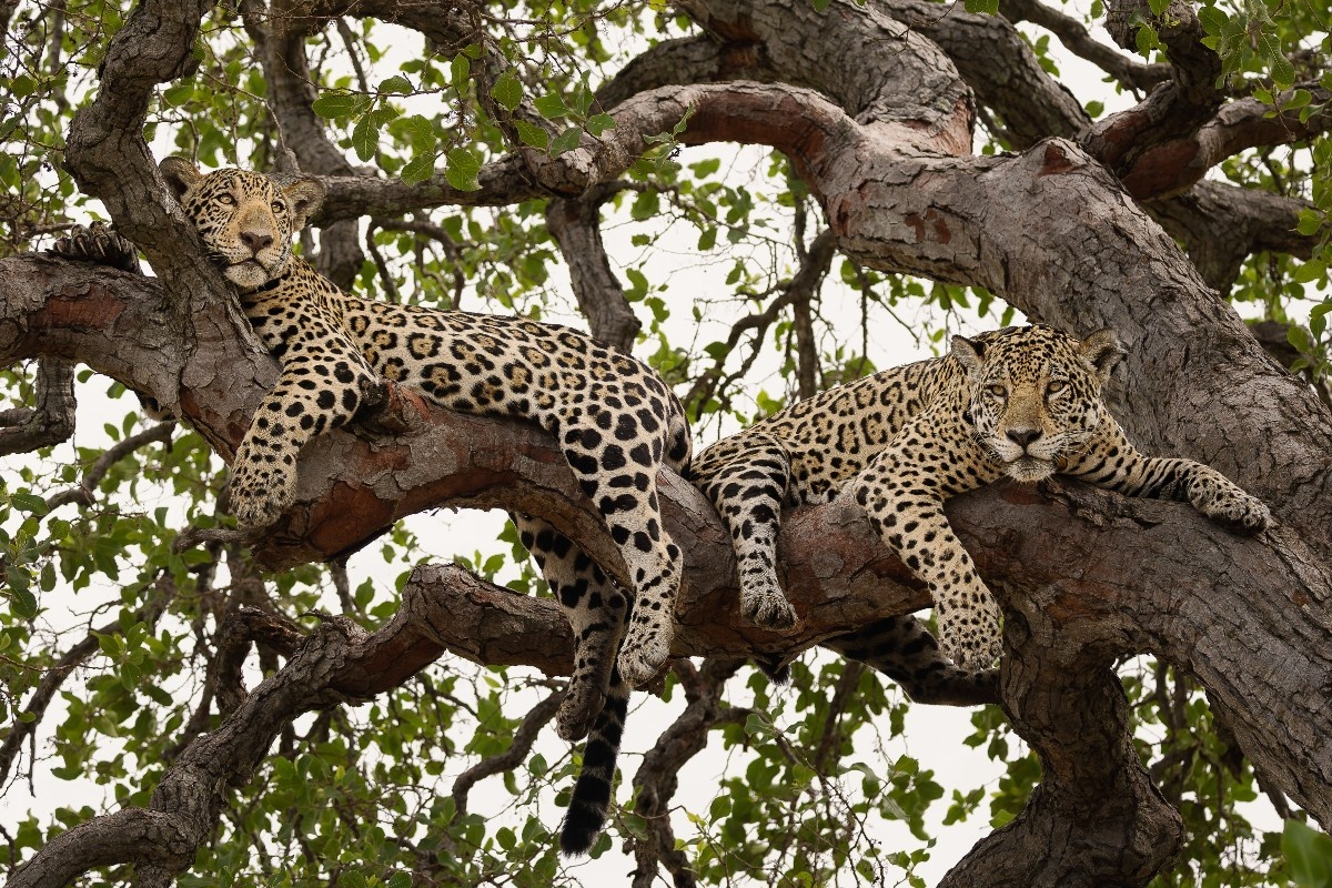 COP15 em Campo Grande: A Batalha Silenciosa por Espécies Migratórias e a Urgência Legal no Pantanal