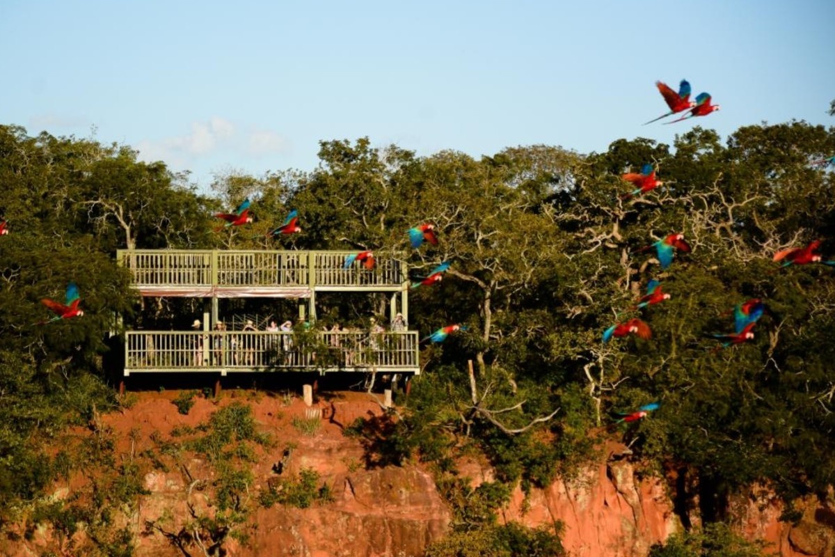 RPPNs: A Estratégia Invisível que Reconfigura o Futuro do Pantanal e da Água no Centro-Oeste