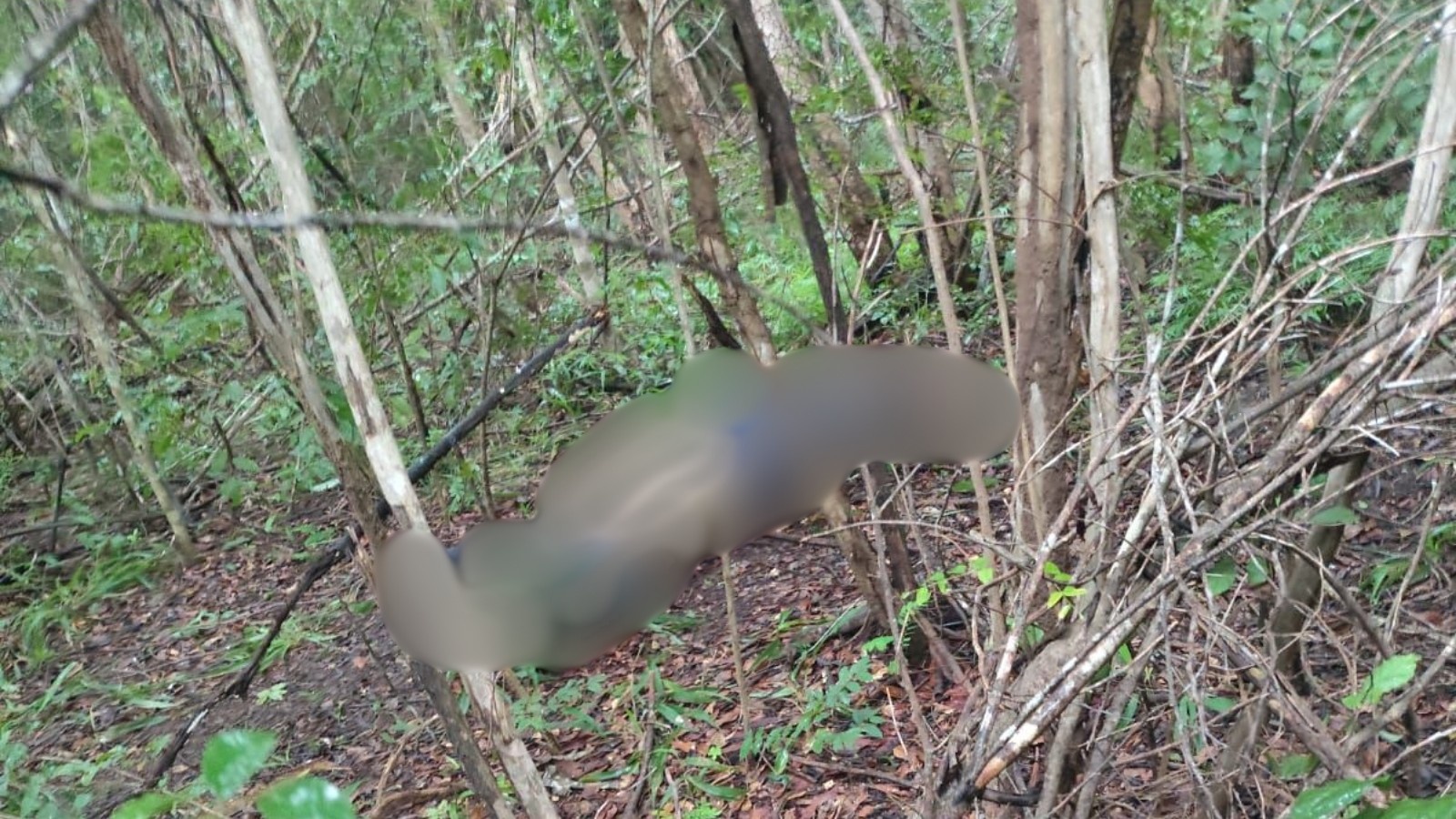 Desfecho Trágico em Curralinhos: Reflexões sobre a Segurança e a Justiça no Interior do Piauí