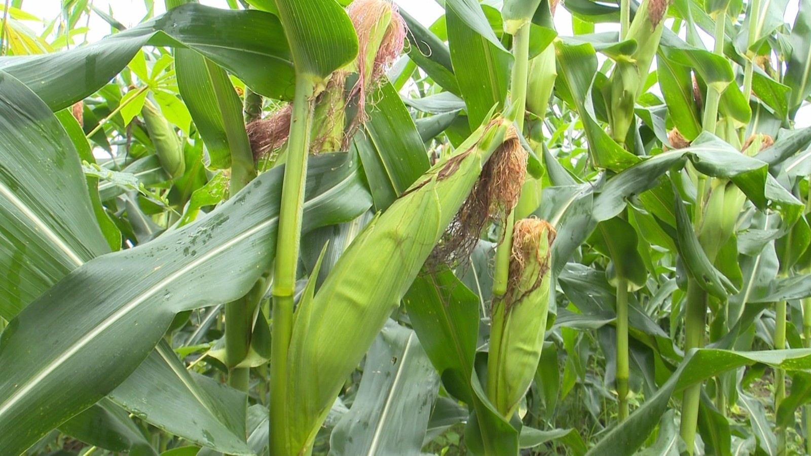 Milho: A Coluna Vertebral da Economia Familiar em Mucajaí, Roraima