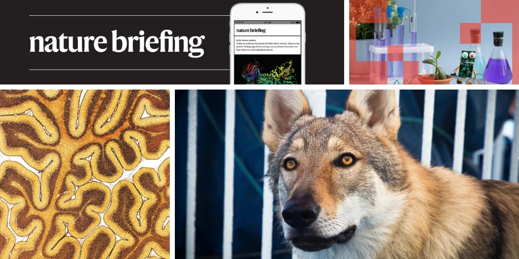 Genomas Antigos de Cães Redefinem em Milênios a Parceria Humano-Canina