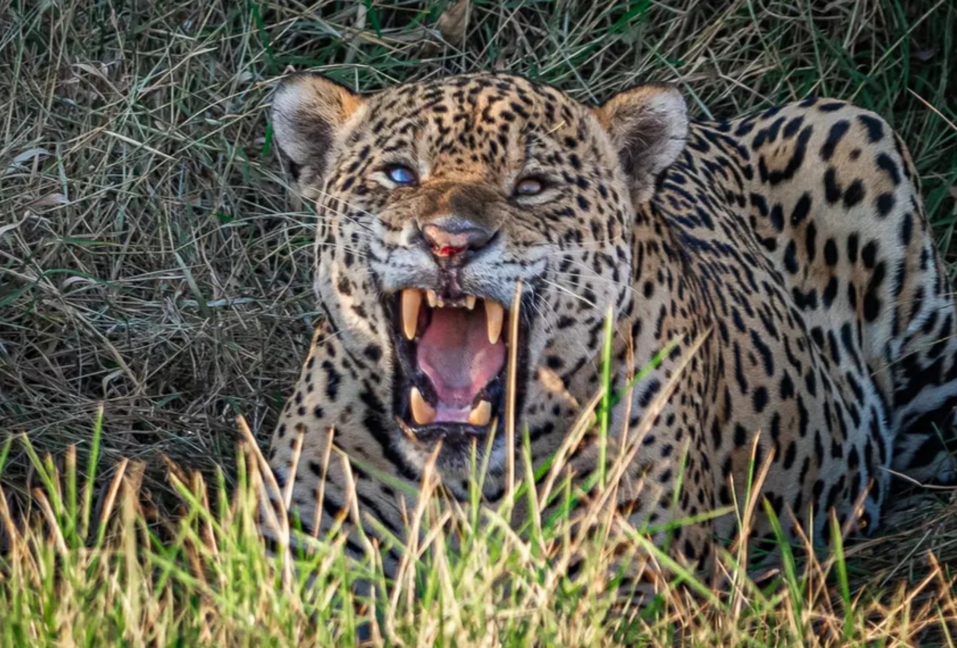 Créditos de Biodiversidade: A Onça-Pintada como Ativo Econômico e Social no Pantanal de MS