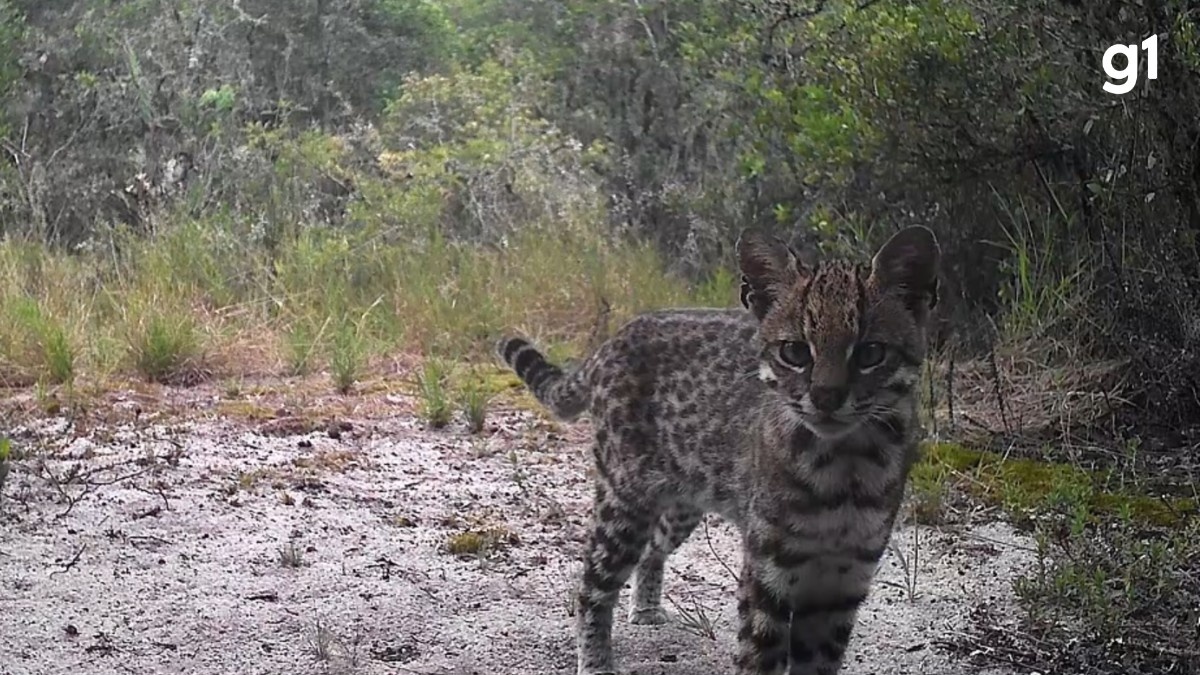Registro Inédito em Porto Alegre Revela Presença do Gato-do-Mato-Pequeno: Um Sinal de Ecossistemas em Risco