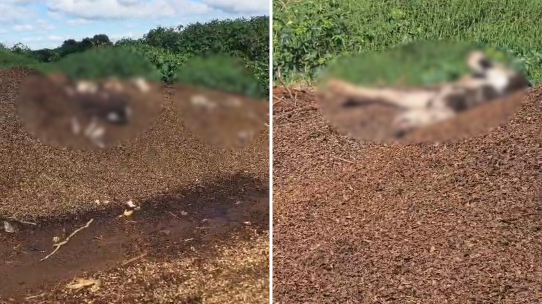 Manejo Irregular de Resíduos em Carambeí: R$ 250 Mil em Multa Sinalizam Riscos Sistêmicos à Saúde Pública e Economia Regional