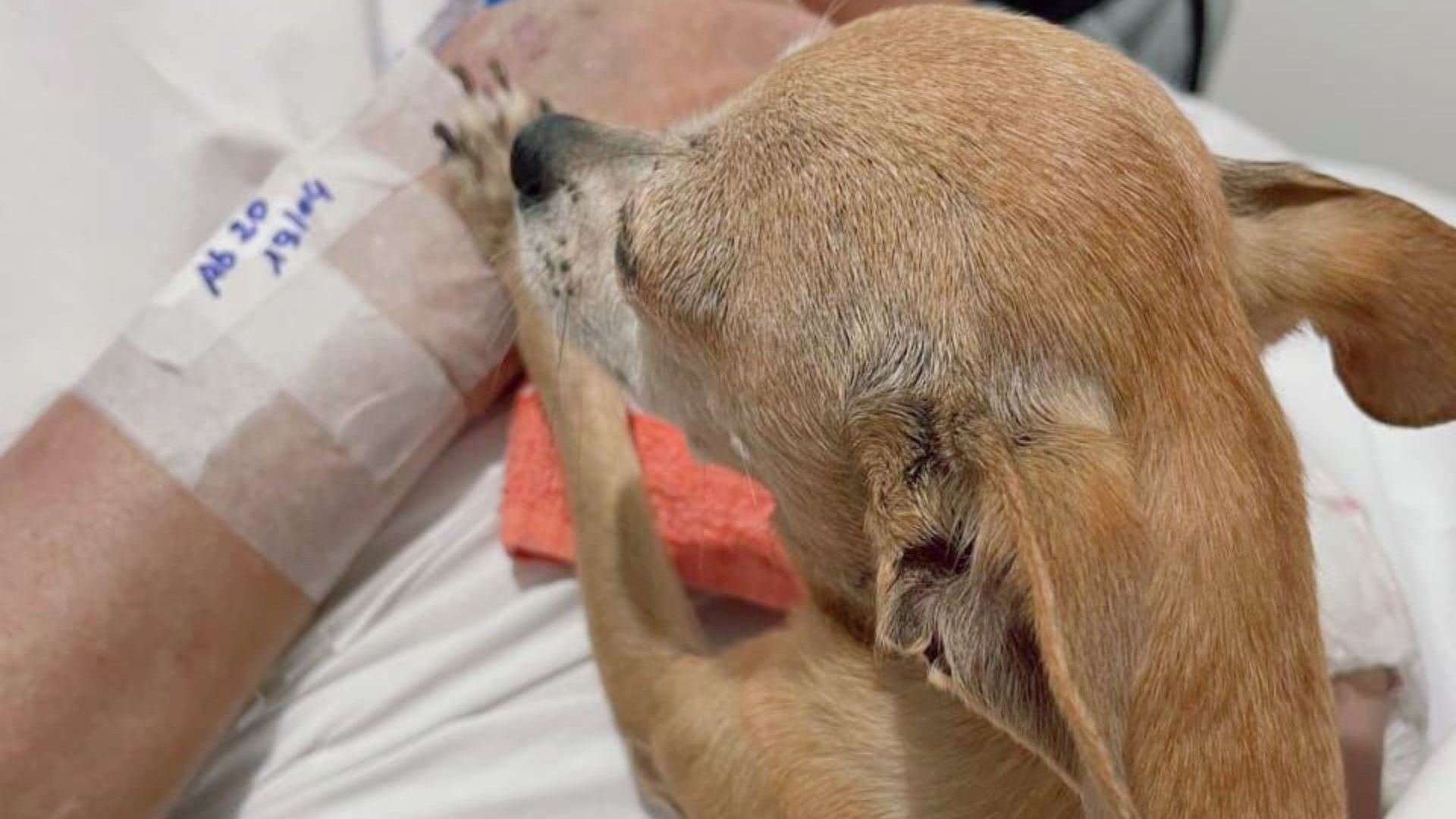 RS em Reflexão: A Visita de Lilica e a Revolução Silenciosa na Humanização Hospitalar Regional