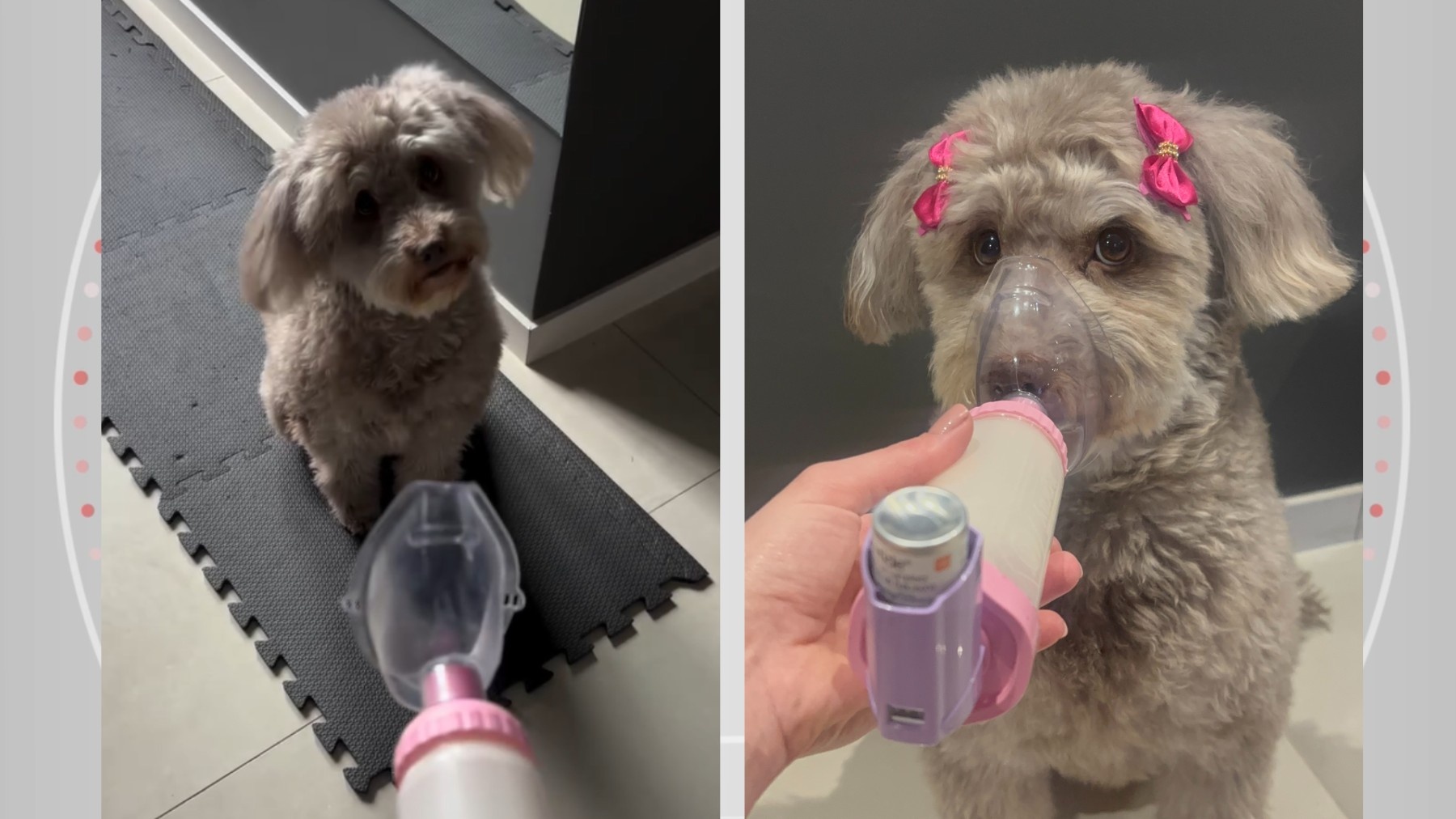 O Paradoxo Regional: A Migração de Pets e o Desafio da Bronquite Asmática no Clima do Paraná