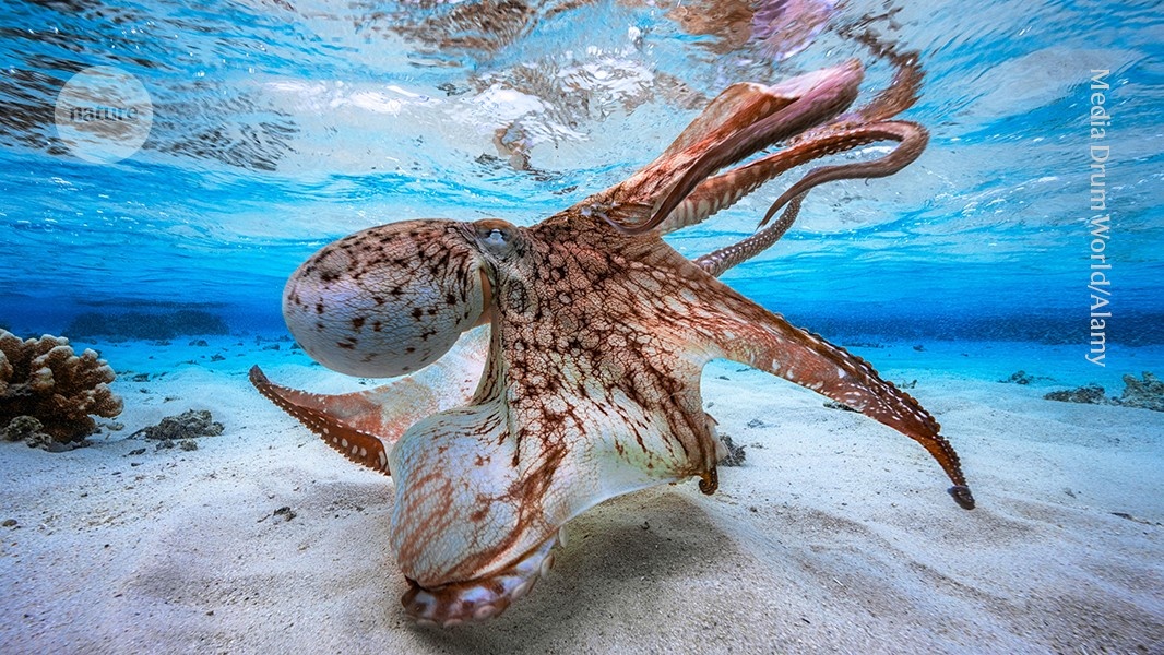 Cérebros de Cefalópodes: Desvendando Caminhos Alternativos para a Inteligência Complexa