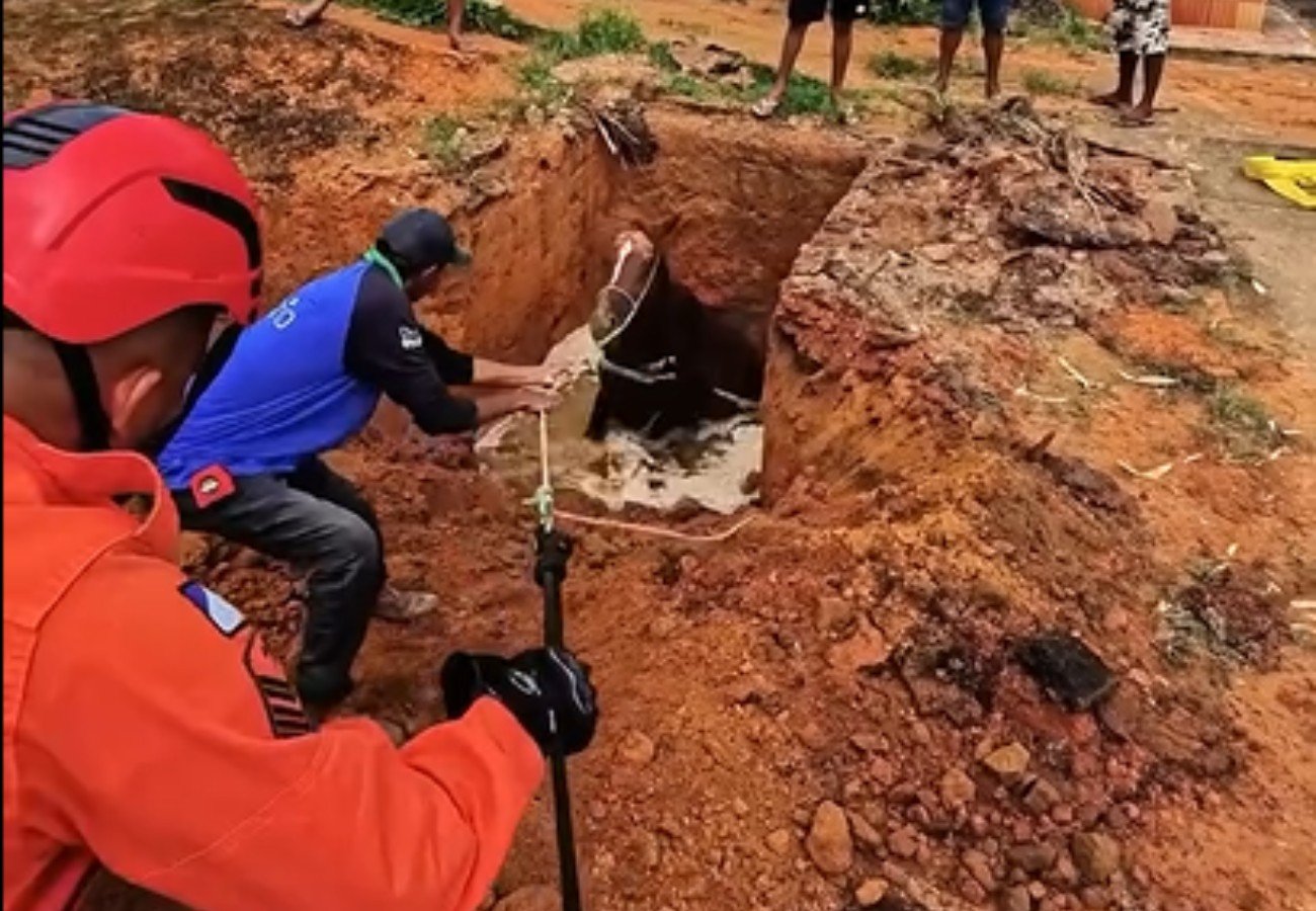 Égua prenha resgatada de fossa séptica em Gurupi, Tocantins
