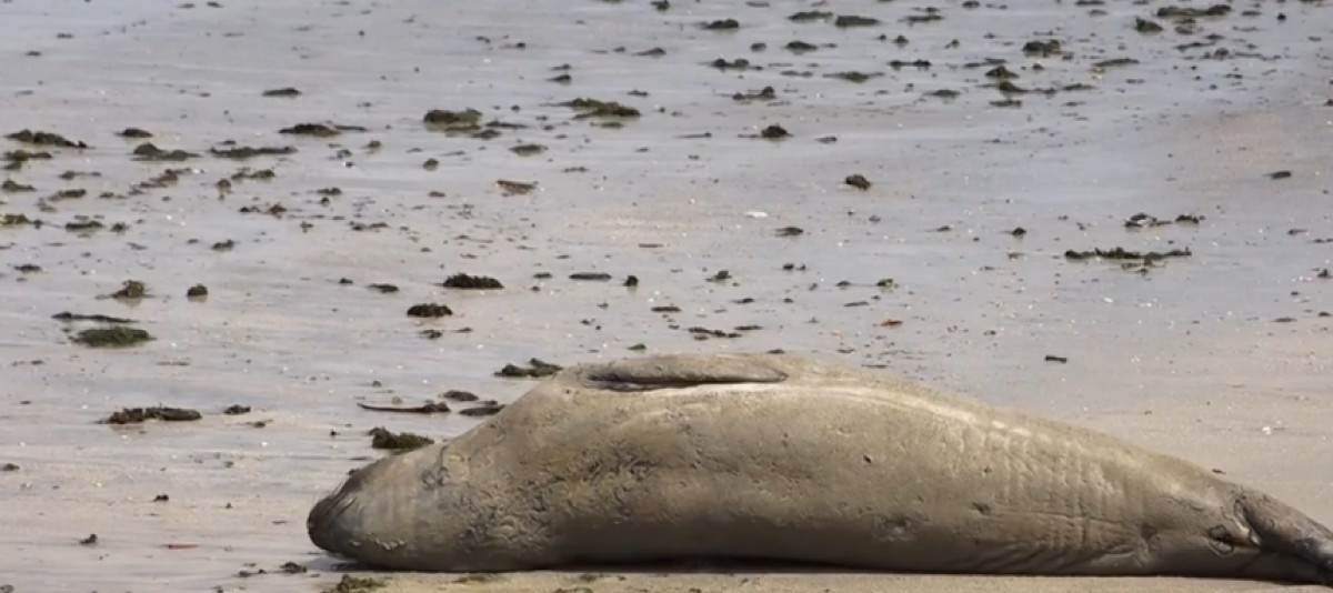 Leôncio em Alagoas: Muito Além da Curiosidade, um Indicador Ecológico e o Desafio da Convivência Sustentável