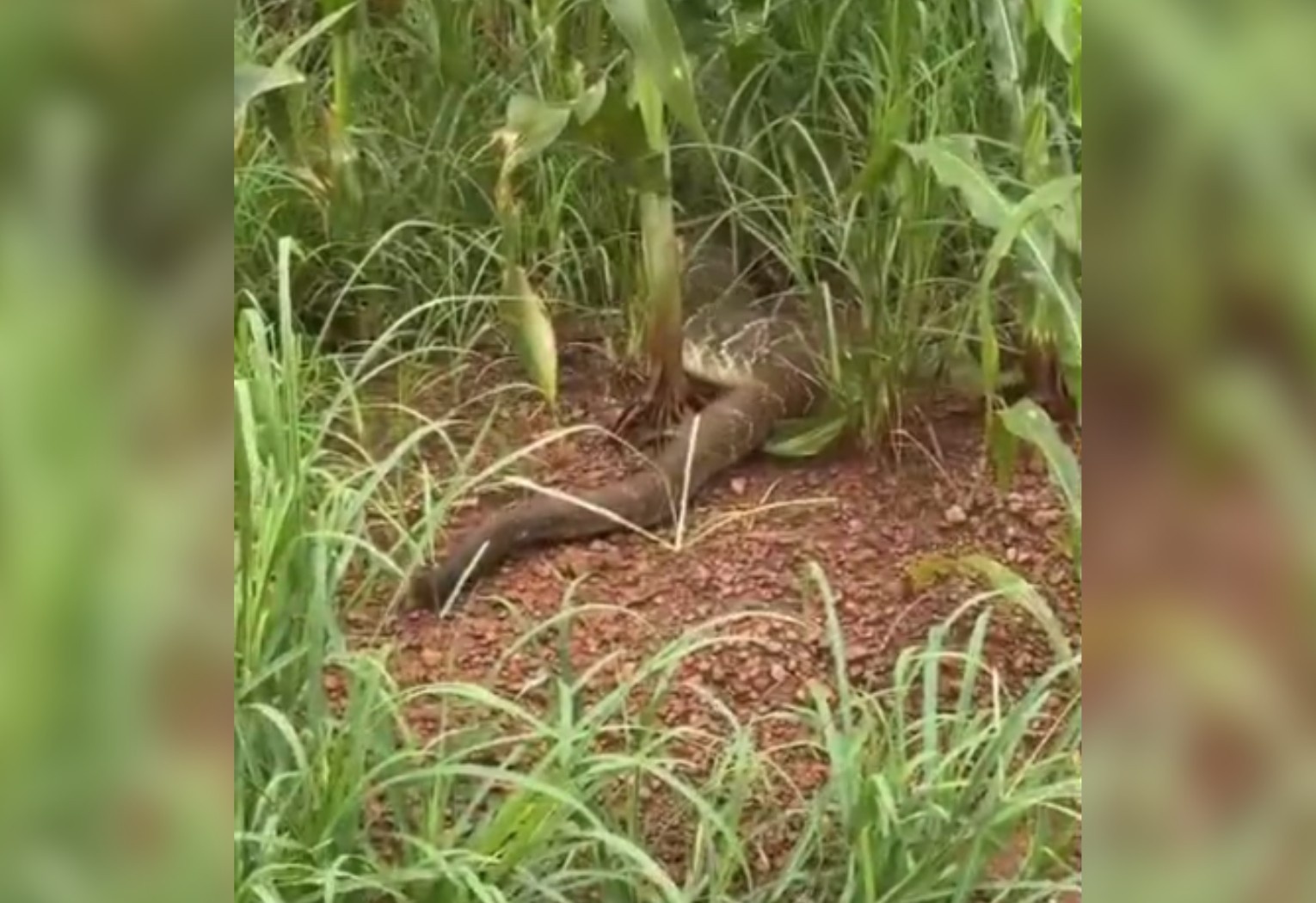 Aumento da Atividade de Serpentes Peçonhentas no Tocantins: Riscos e Prevenção no Cenário Agrícola Regional