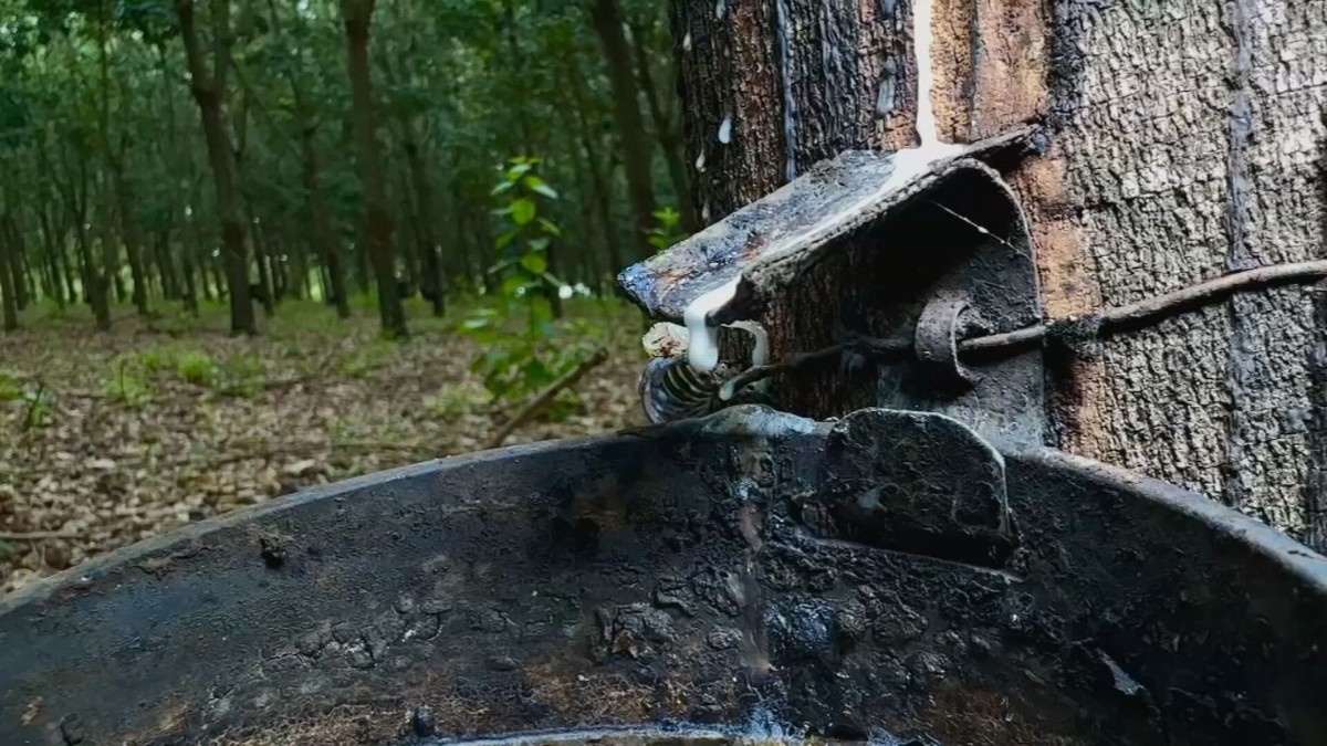 A Chuva Excessiva no Oeste Paulista e o Efeito Cascata na Economia da Borracha