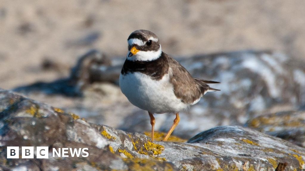 Santuário Ecológico: A Urgência Científica por Trás da Proteção de Aves Nativas