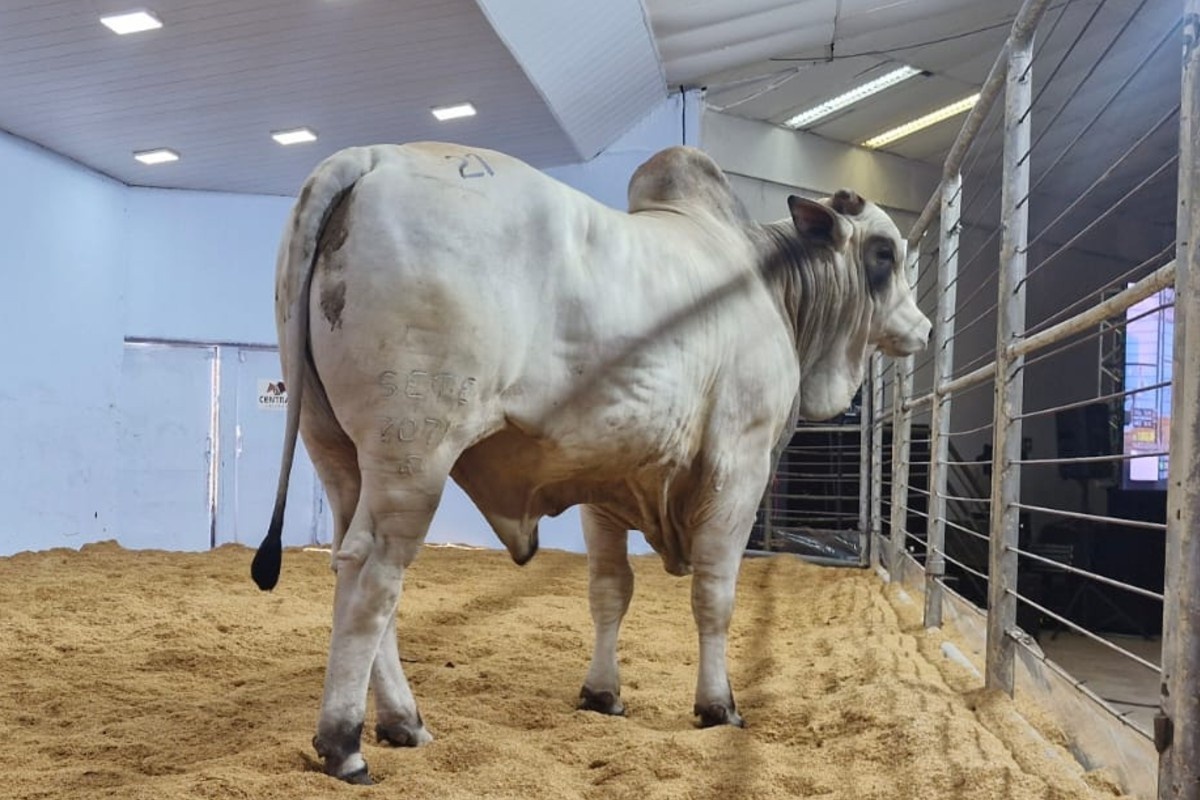 Expogrande 2026: Análise do Crescimento Recorde e o Impulso na Economia do Mato Grosso do Sul
