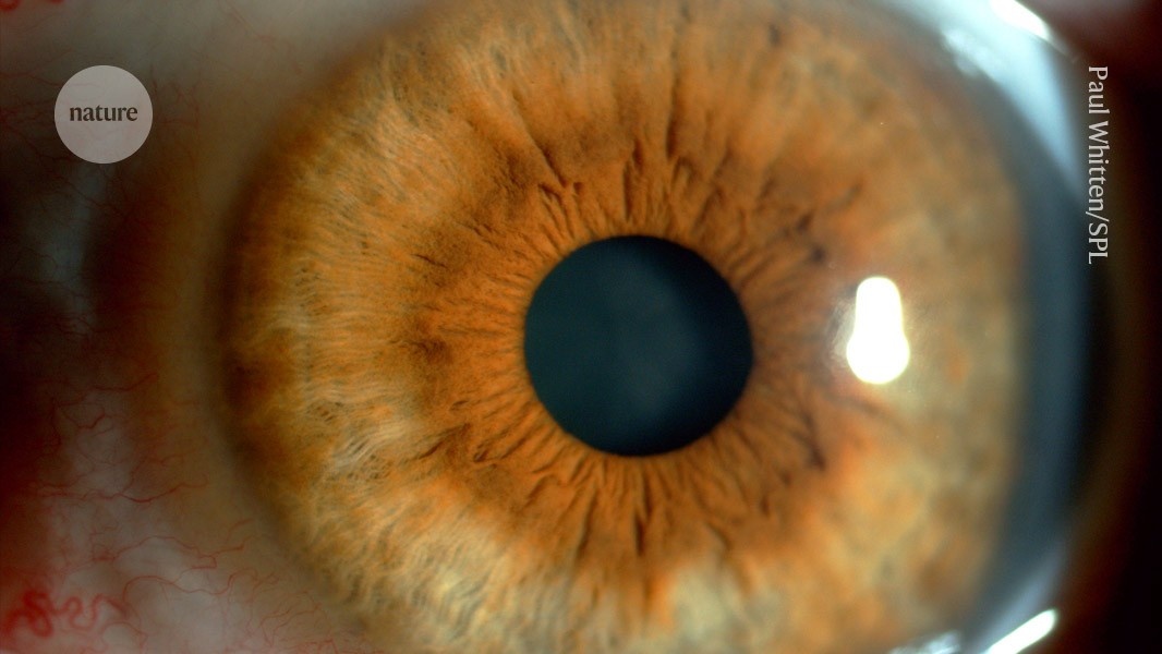 Inovação Médica: Colírio de Sêmen Suíno Revela Potencial Revolucionário no Combate ao Câncer de Retina