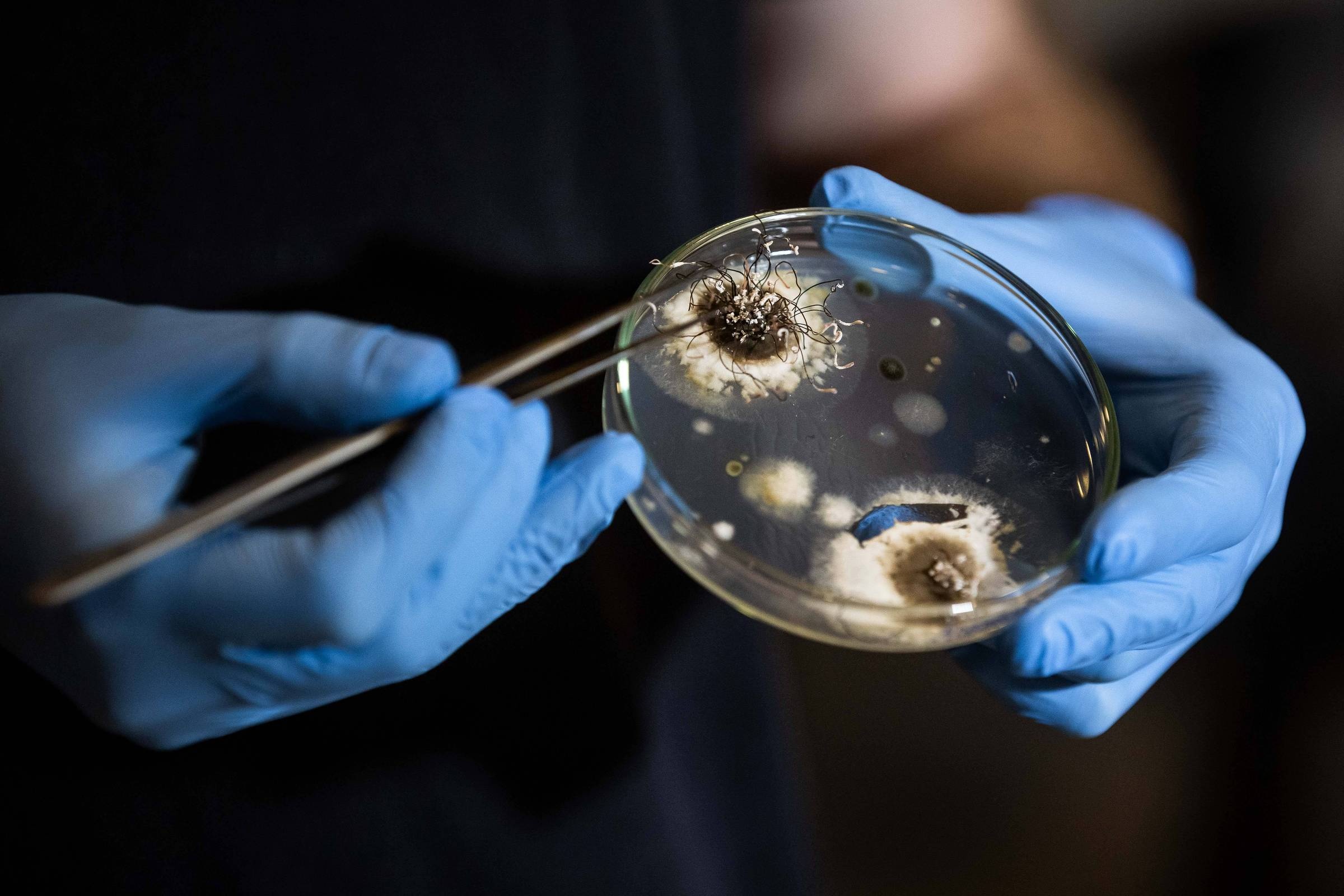 Fapesp Impulsiona Jornalismo Científico: A Chave para um Brasil Mais Informado e Resiliente