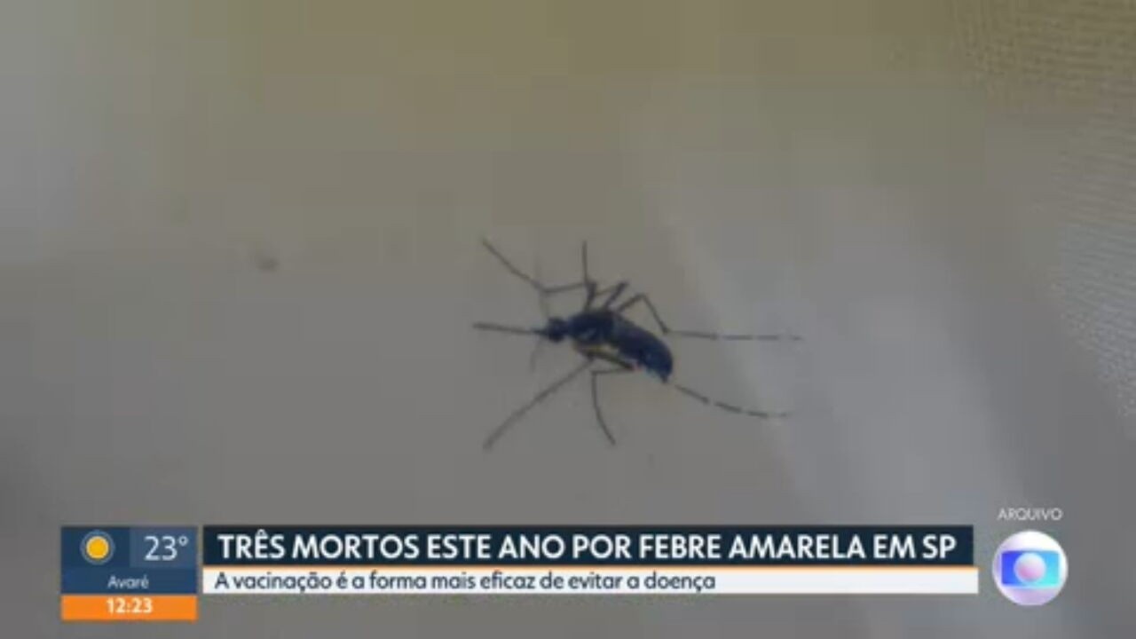 Febre Amarela: O Retorno Silencioso e o Imperativo da Imunização em São Paulo