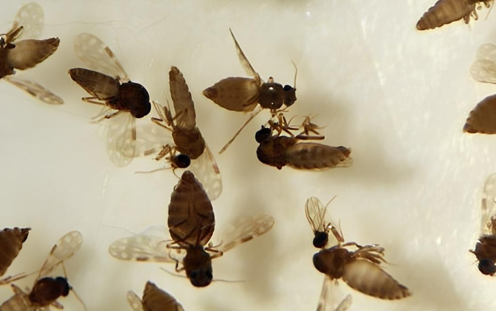 Febre Oropouche em Goiás: O "Porquê" do Alerta e o "Como" Isso Afeta Sua Vida