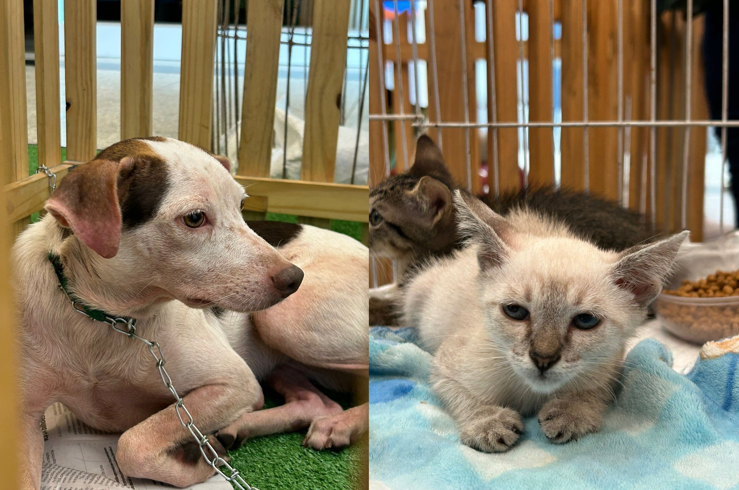 Belém Enfrenta a Crise do Abandono Animal: Como a Adoção Responsável Modela o Futuro da Cidade