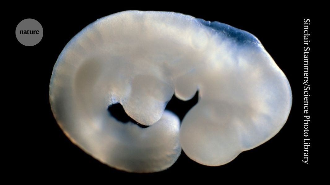 Descoberta Genética em Camundongos Revela Chave Para Reversão Sexual e Impacta Compreensão Humana