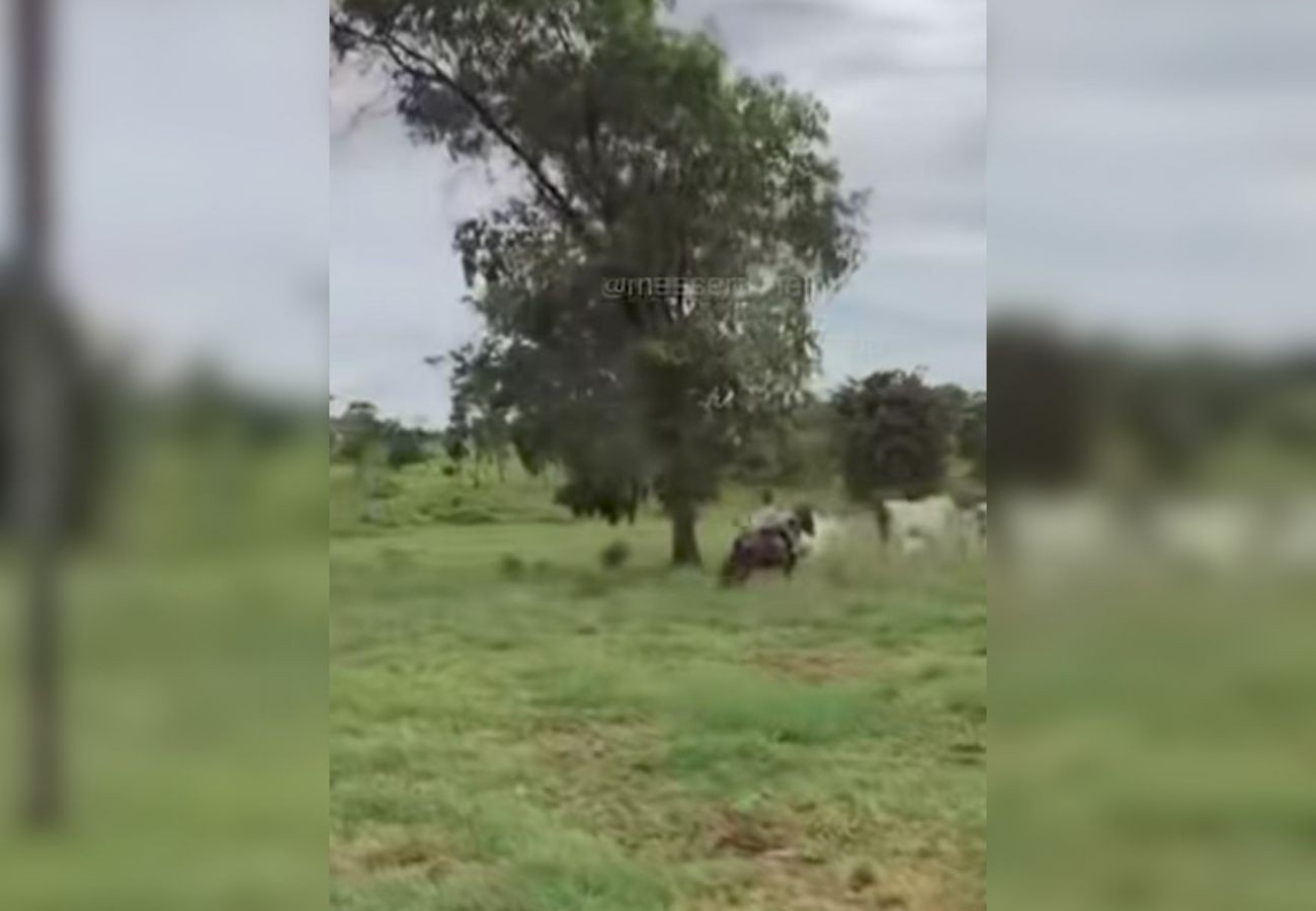 Fenômeno Viral no Tocantins: O Que a Pequena "Boiadeira" Revela sobre a Cultura Regional e o Agronegócio