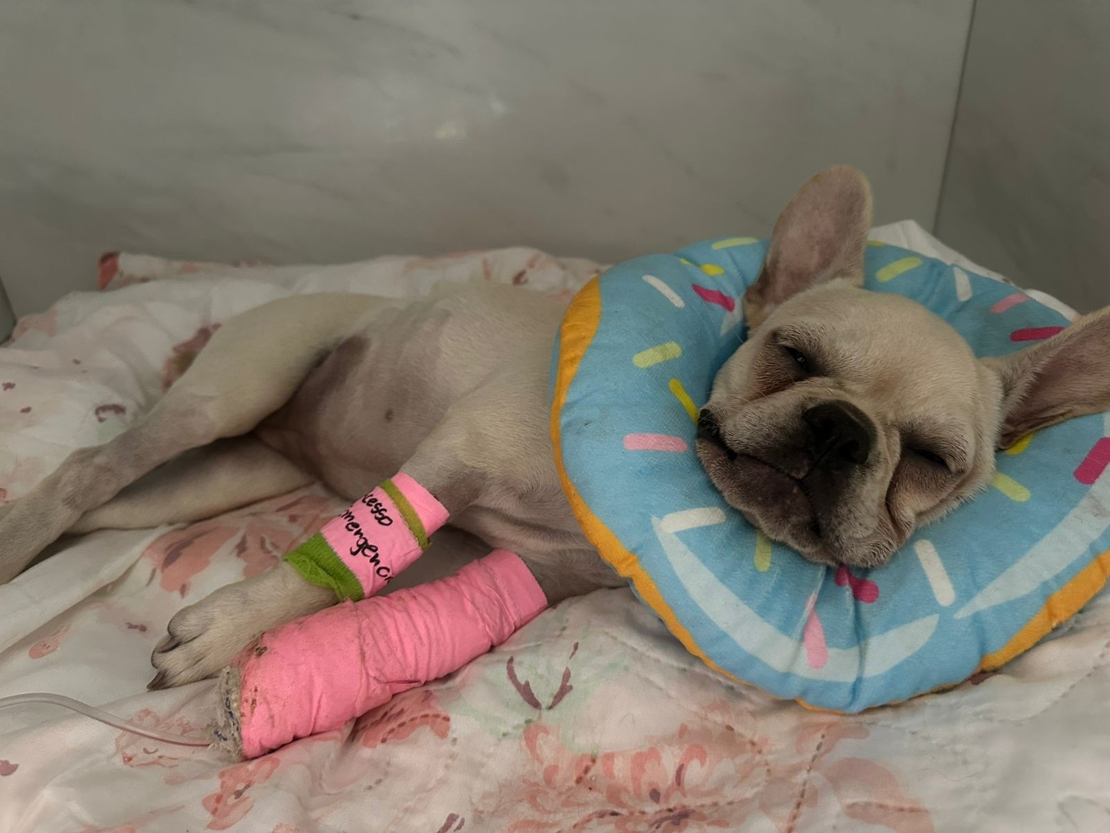 Joinville e o Caso Anonieta: Um Raio-X da Vulnerabilidade Urbana e da Saúde Animal