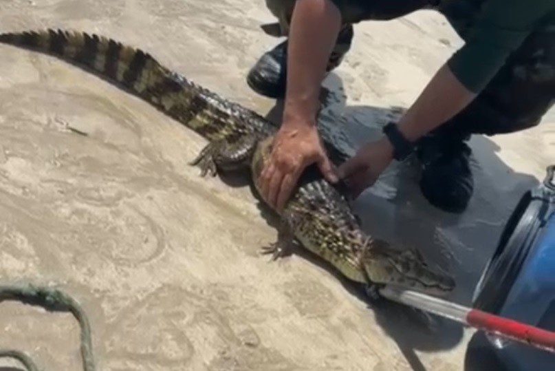Jacaré em Praia de Cabedelo: Mais que um Avistamento Isolado, um Alerta Ecológico e Urbano