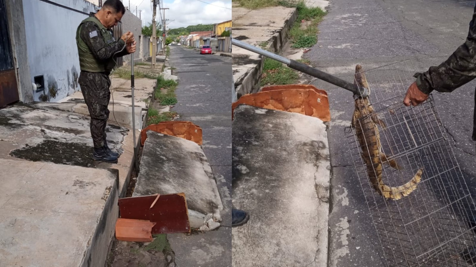 Presença de Jacaré em Esgoto de Teresina Revela Desafios da Urbanização e Coexistência