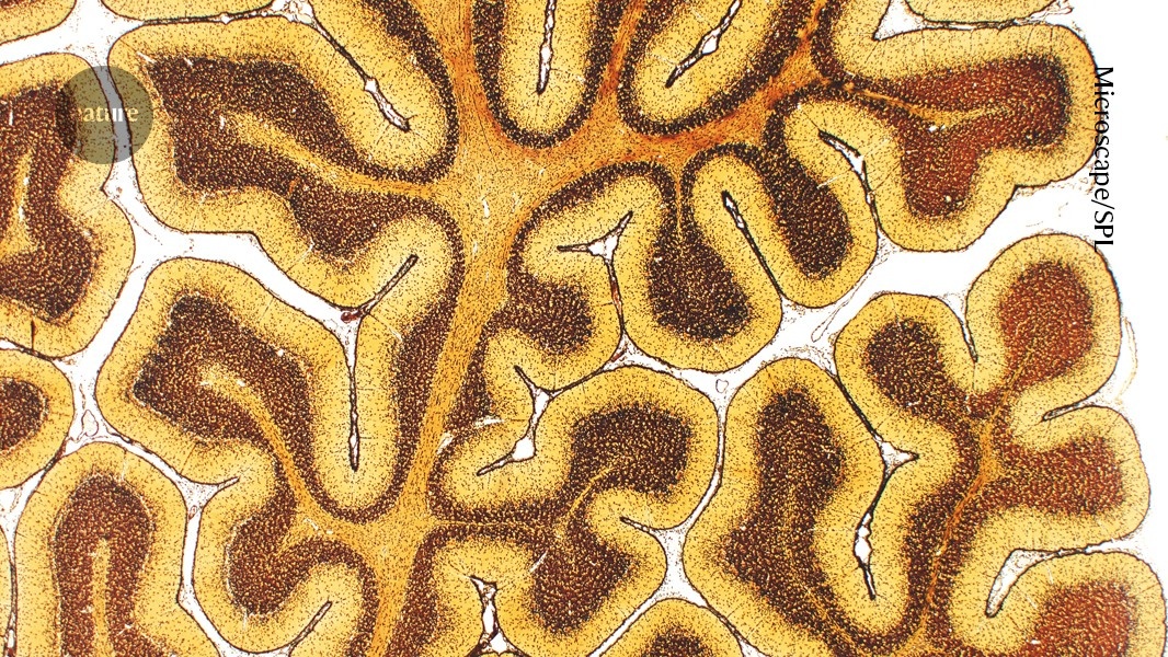 Primeiro Atlas da Organização Cerebral Revela Evolução da Conectividade ao Longo da Vida Humana