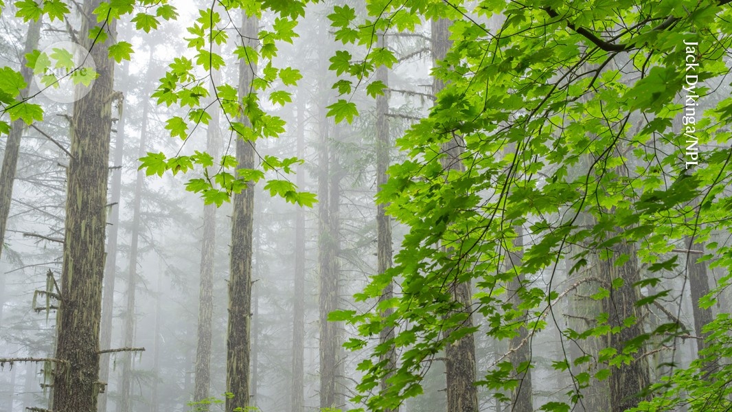 A Crise Climática e a Proliferação de Pragas Florestais: Um Alerta Ecológico e Econômico Global