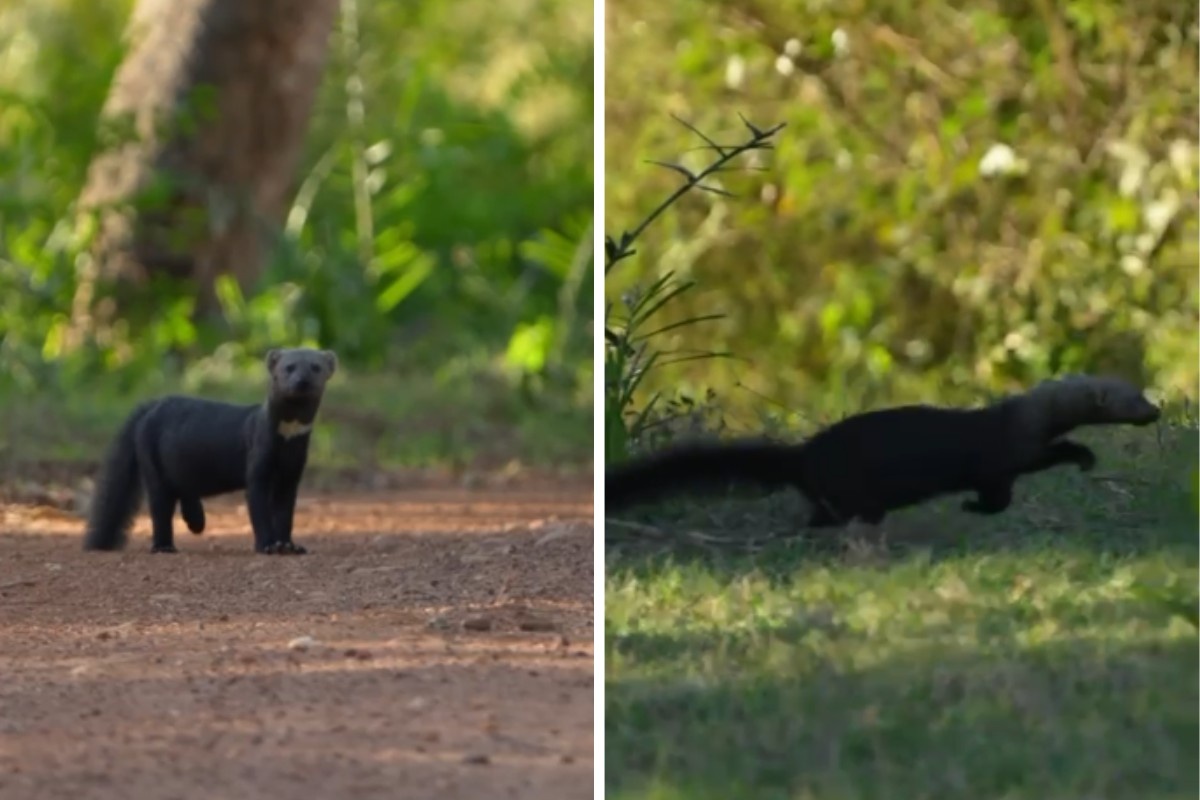 A Irara no Pantanal: Um Registro Raro e o Termômetro da Vitalidade Regional
