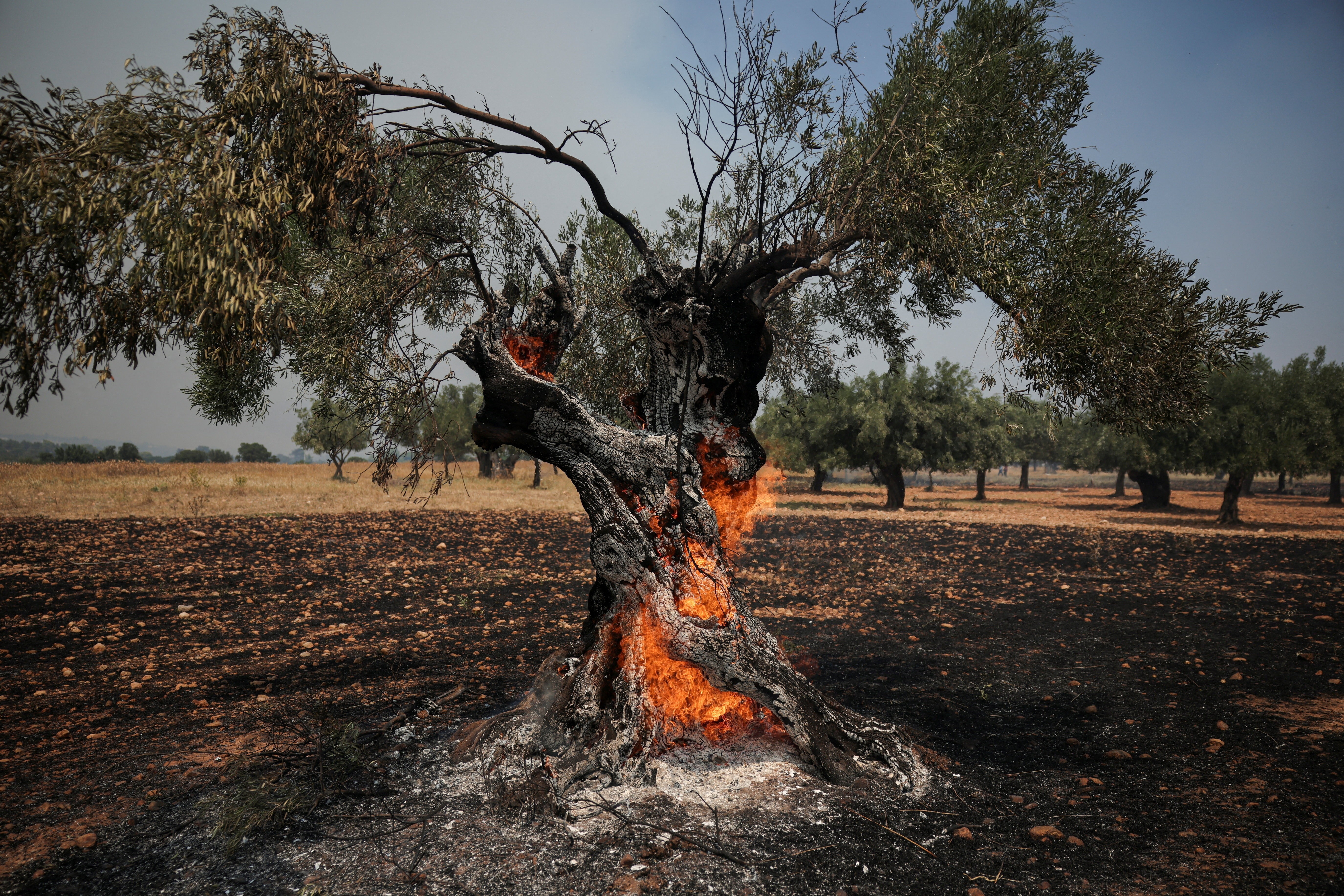 Fumaça de Incêndios: Um Agente Climático Silencioso e Global