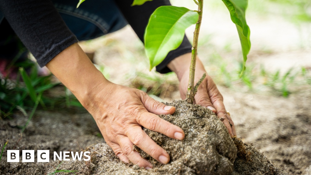 Microssoluções Climáticas: O Papel Essencial da Ciência Cidadã na Crise Global