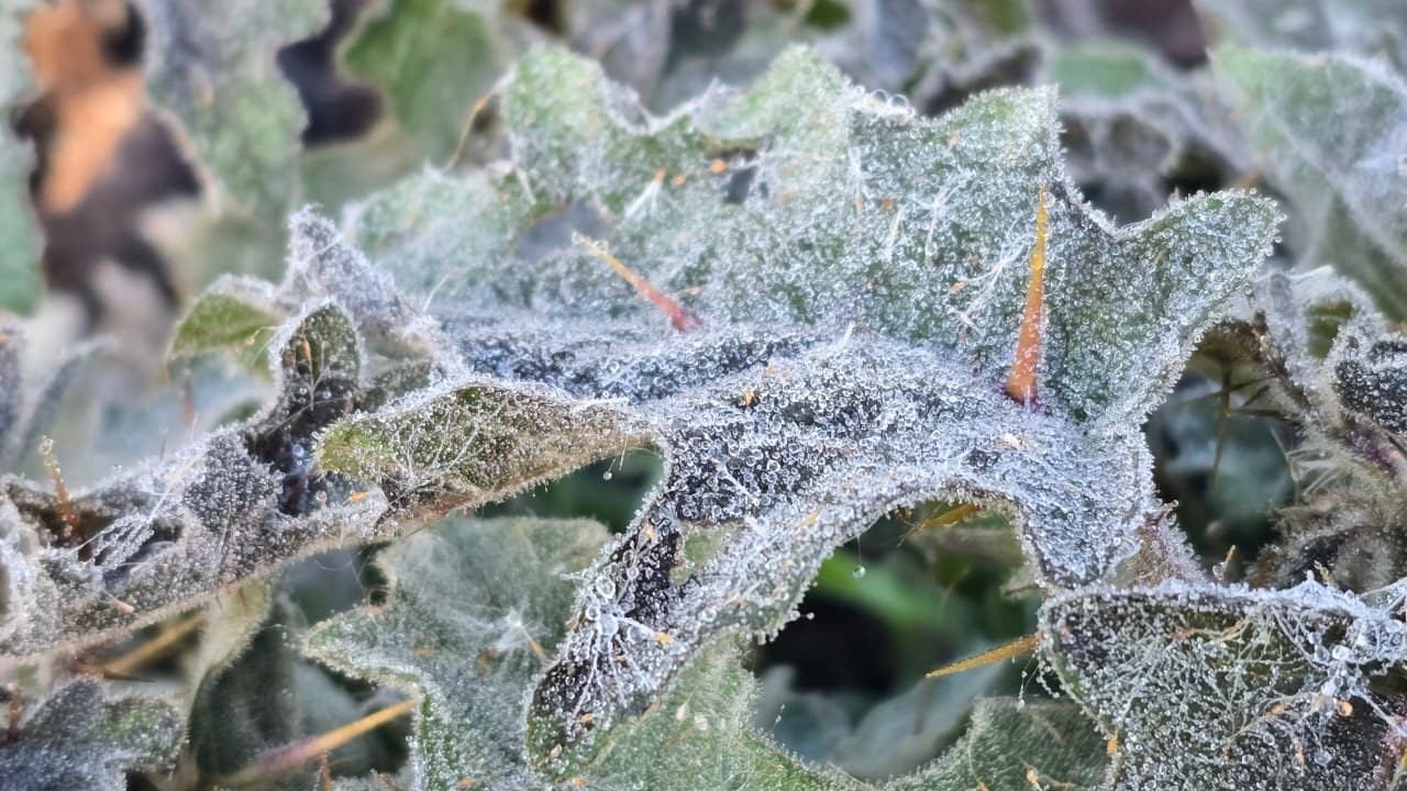 As Geadas de Abril na Serra Catarinense: Entre o Espetáculo Natural e os Reflexos na Economia Local