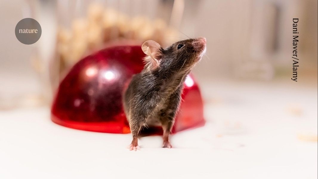 Análise Genética Revela Falhas Críticas em Modelos de Camundongos, Ameaçando Avanços Científicos