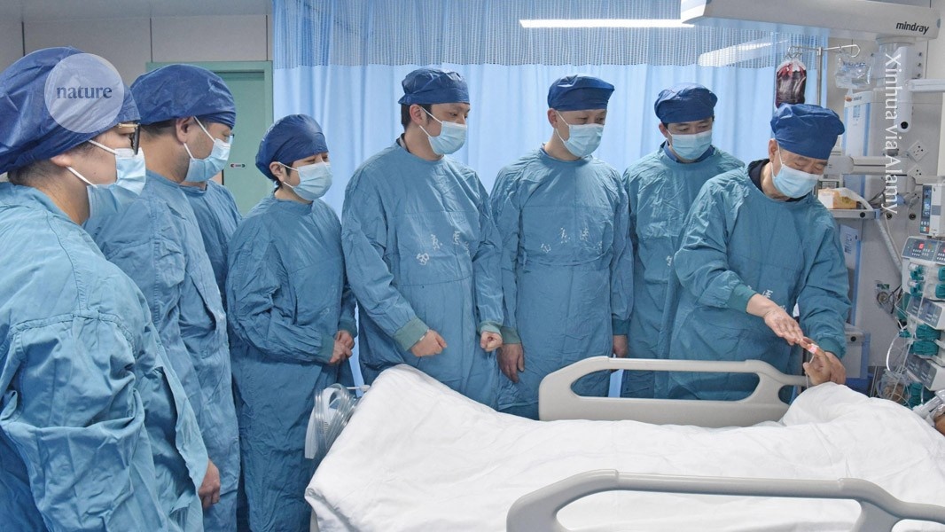 Xenotransplante Extracorpóreo: Fígado de Porco Geneticamente Modificado Oferece Nova Esperança na Crise Global de Órgãos