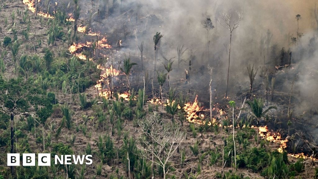 Desmatamento Global Diminui, Mas Ameaça do El Niño e Crise Climática Podem Reverter Avanços na Ciência da Conservação