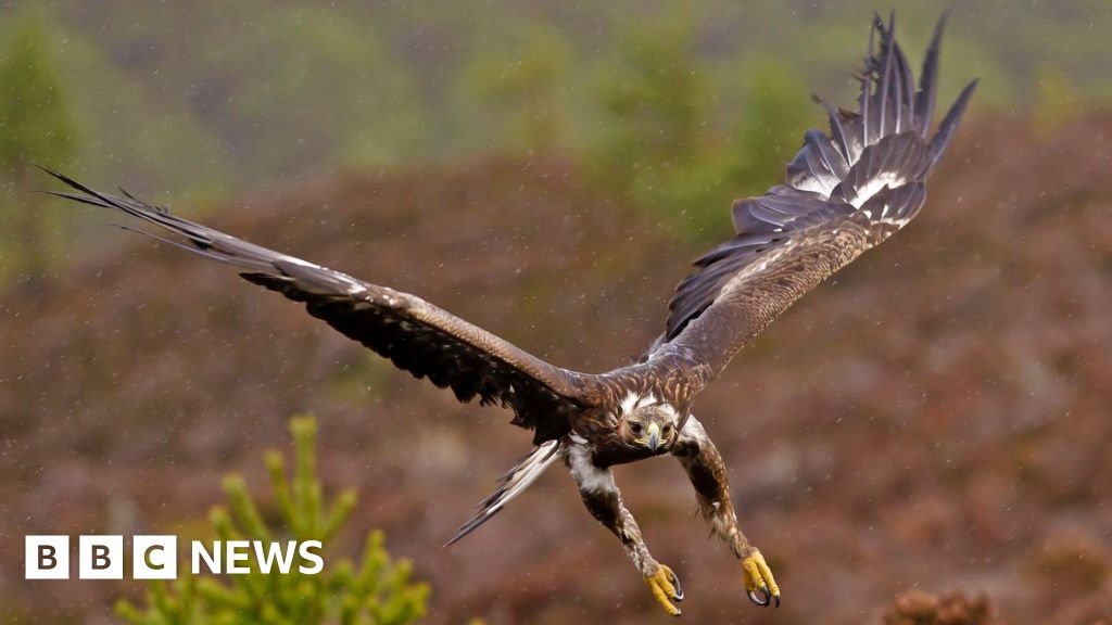 O Retorno das Águias-Reais à Inglaterra: Entre a Restauração Ecológica e o Desafio da Coexistência Humana