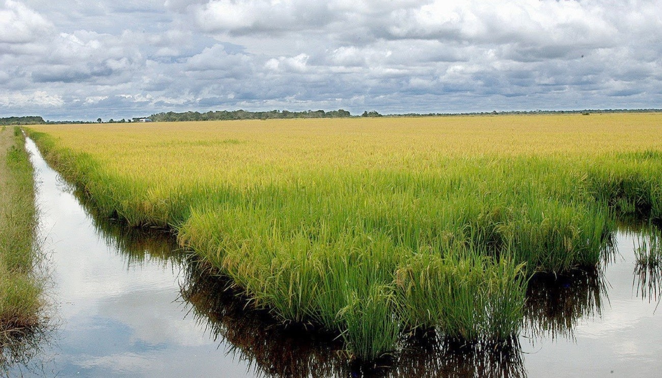 Google Investe em Arroz Gaúcho: A Vanguarda Econômica da Remoção de Carbono