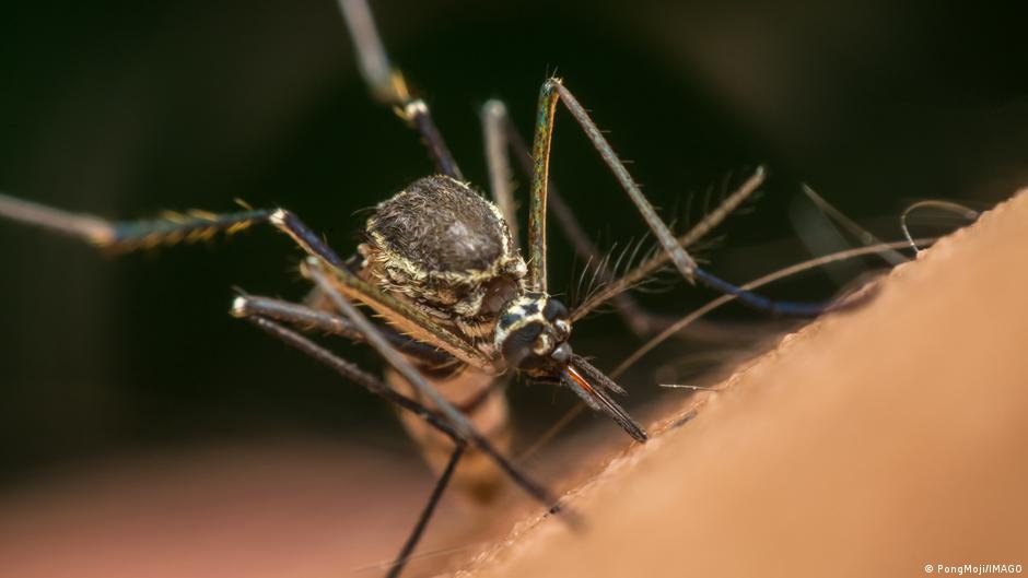 Google Libera Mosquitos Modificados para Combater Endemias e Redefinir o Controle de Pragas