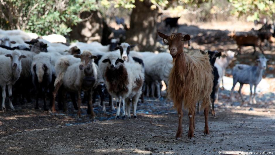 Escândalo de Subsídios Agrícolas da UE na Grécia: Demissões Revelam Fragilidade na Fiscalização Europeia