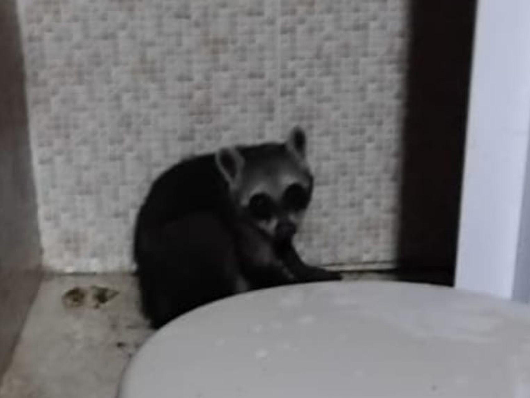 A Invasão Silenciosa: O Guaxinim em Lagarto e o Impacto na Coexistência Urbano-Ambiental