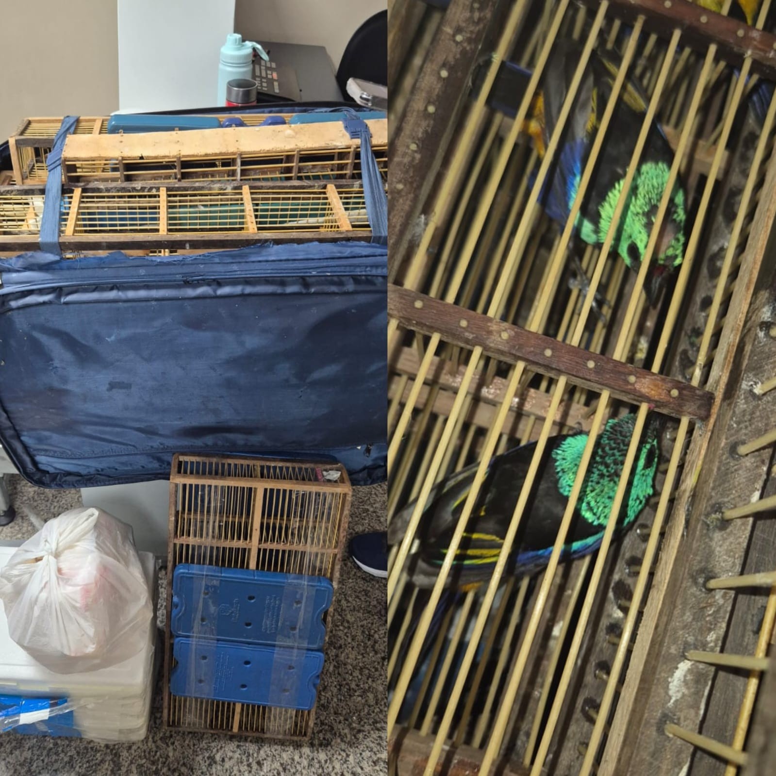 Alagoas Confronta Tráfico de Fauna: Apreensão de 42 Aves em Maceió Expõe Ferida Aberta