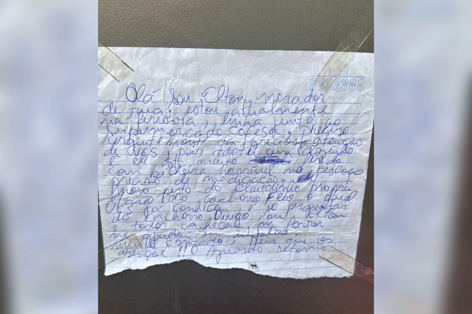 O Apelo Silencioso: Como a Compaixão em Meio à Vulnerabilidade Redefine o Cuidado Animal