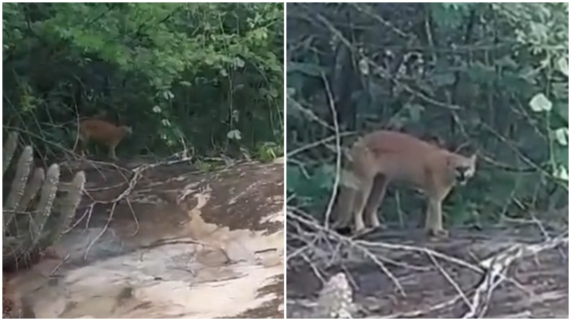 Poranga e a Onça-Parda: O Alerta Ecológico que o Ceará Não Pode Ignorar