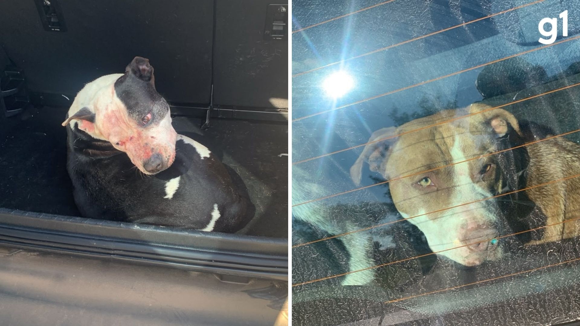 Tragédia em Arroio do Sal Escancara Debate sobre Segurança Pública e Tutela Animal