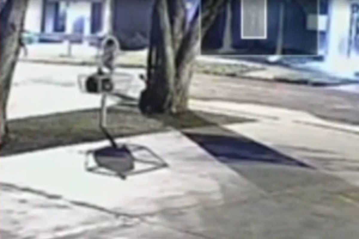 Condenação por Maus-Tratos a Gata em Dourados Estabelece Precedente Crucial na Proteção Animal